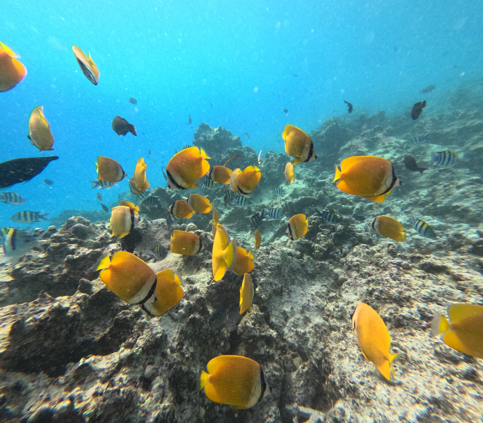 Butterflyfish over a coral reef, Tanzania