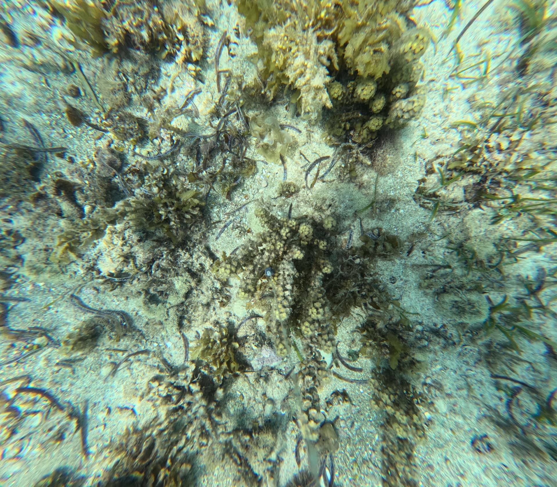 Mixed seagrass, seaweed and sandy benthic habitat